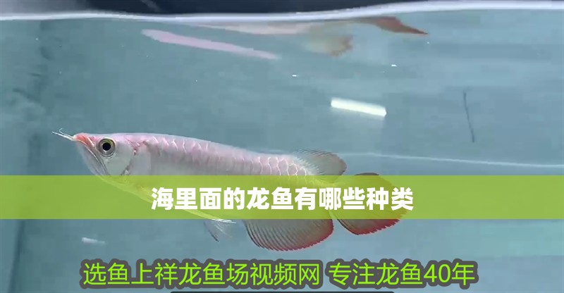海里面的龍魚有哪些種類 海里面的龍魚有哪些種類 龍魚百科