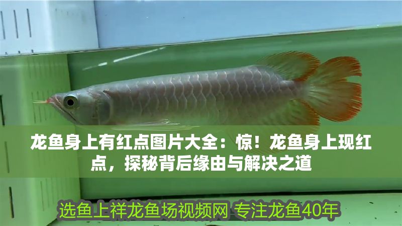龍魚身上有紅點(diǎn)圖片大全：驚！龍魚身上現(xiàn)紅點(diǎn)，探秘背后緣由與解決之道