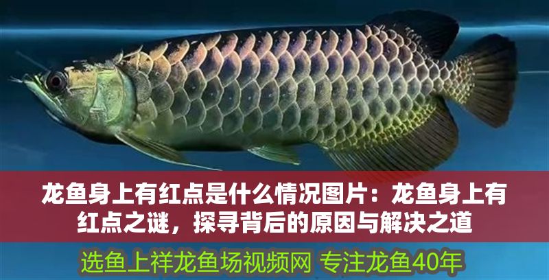 龍魚身上有紅點是什么情況圖片：龍魚身上有紅點之謎，探尋背后的原因與解決之道