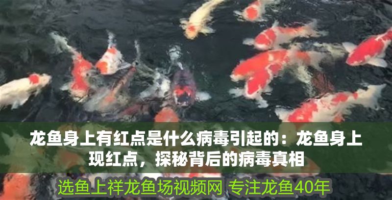 龍魚身上有紅點是什么病毒引起的：龍魚身上現紅點，探秘背后的病毒真相