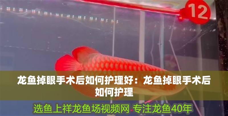 龍魚掉眼手術后如何護理好：龍魚掉眼手術后如何護理