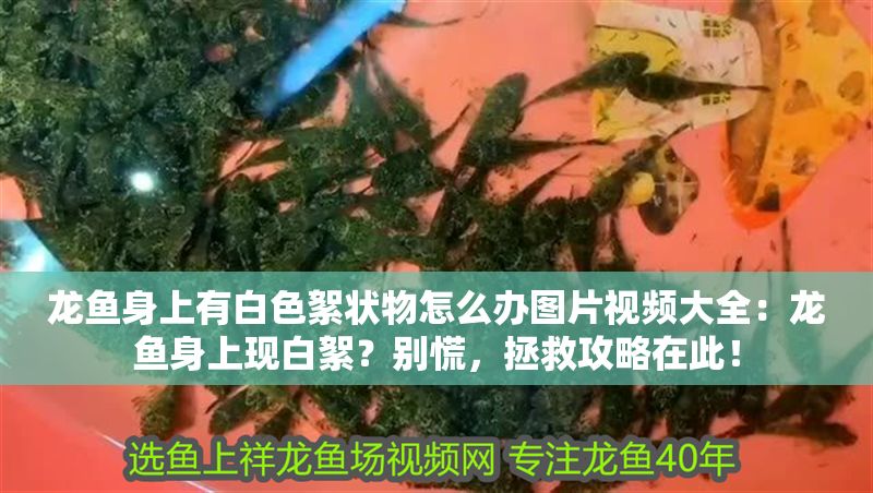 龍魚身上有白色絮狀物怎么辦圖片視頻大全：龍魚身上現白絮？別慌，拯救攻略在此！