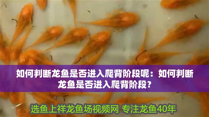 如何判斷龍魚是否進(jìn)入爬背階段呢：如何判斷龍魚是否進(jìn)入爬背階段？