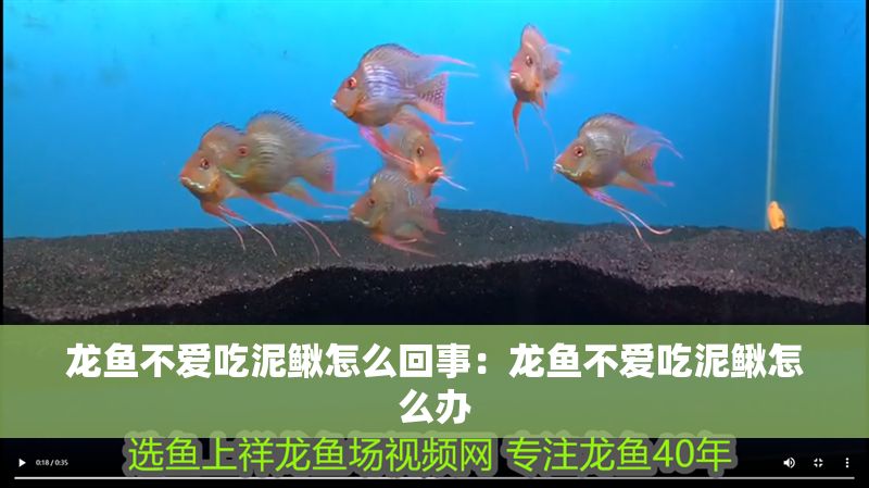 龍魚不愛吃泥鰍怎么回事：龍魚不愛吃泥鰍怎么辦