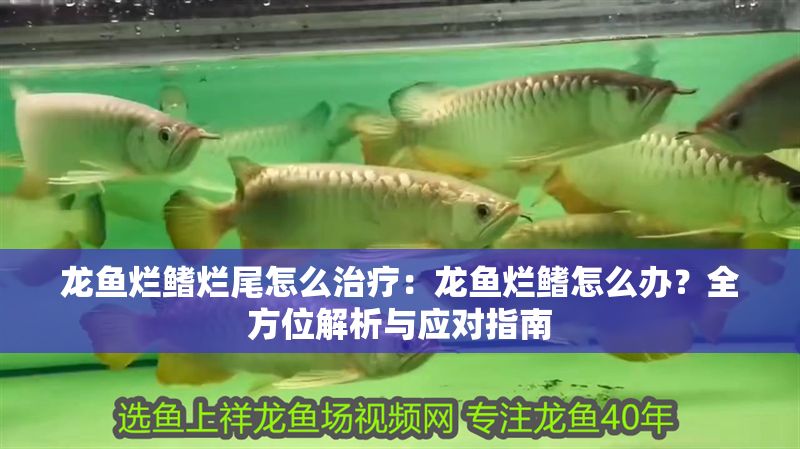 龍魚爛鰭爛尾怎么治療：龍魚爛鰭怎么辦？全方位解析與應對指南