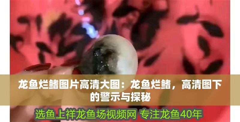 龍魚爛鰭圖片高清大圖：龍魚爛鰭，高清圖下的警示與探秘