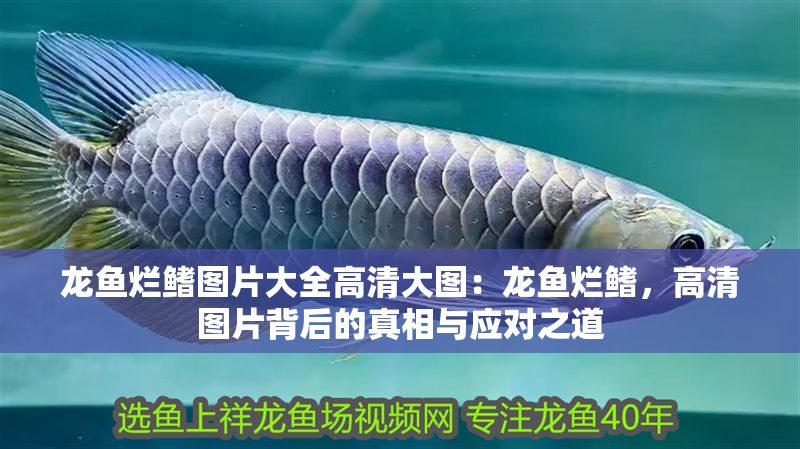 龍魚爛鰭圖片大全高清大圖：龍魚爛鰭，高清圖片背后的真相與應(yīng)對之道
