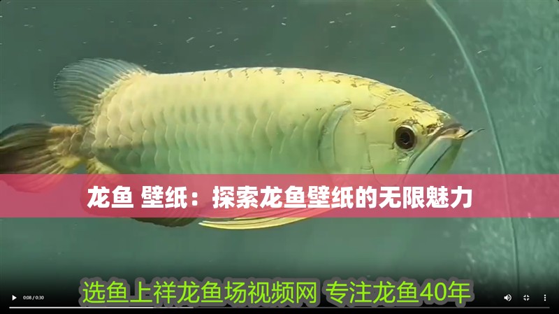 龍魚 壁紙：探索龍魚壁紙的無限魅力