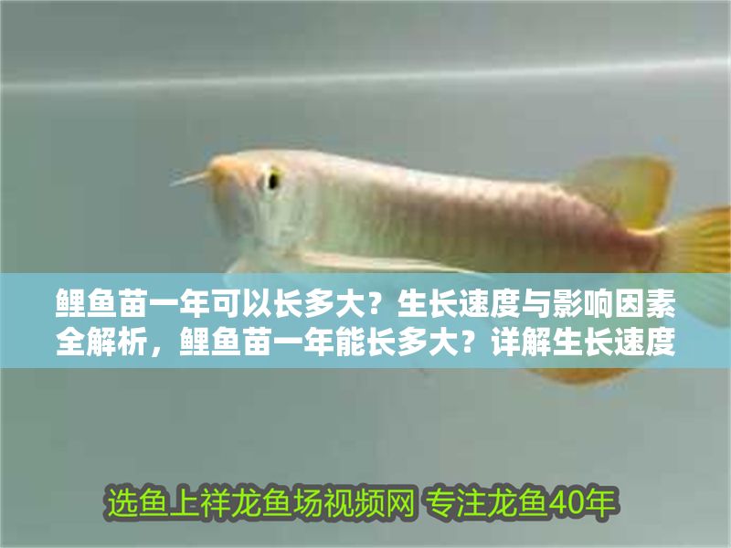 鯉魚苗一年可以長多大？生長速度與影響因素全解析，鯉魚苗一年能長多大？詳解生長速度及關(guān)鍵影響因素