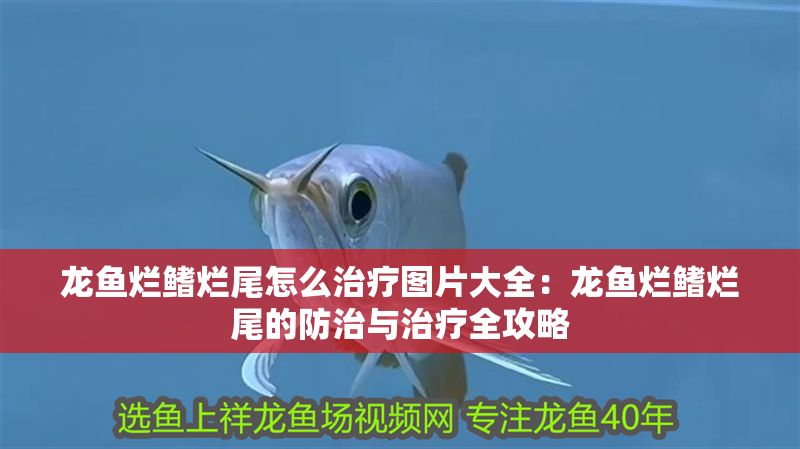 龍魚爛鰭爛尾怎么治療圖片大全：龍魚爛鰭爛尾的防治與治療全攻略