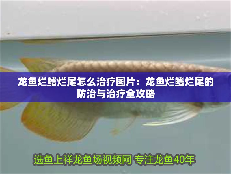 龍魚爛鰭爛尾怎么治療圖片：龍魚爛鰭爛尾的防治與治療全攻略 龍魚爛鰭爛尾怎么治療圖片：龍魚爛鰭爛尾的防治與治療全攻略 龍魚百科 第1張