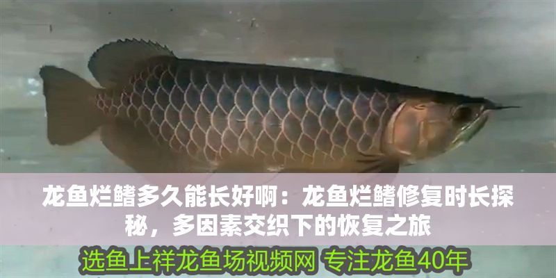 龍魚爛鰭多久能長好啊：龍魚爛鰭修復時長探秘，多因素交織下的恢復之旅