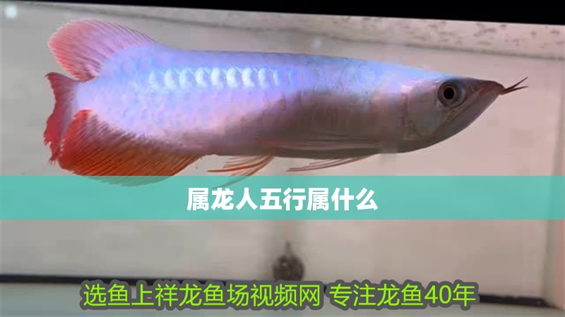 屬龍人五行屬什么 屬龍人五行屬什么 龍魚百科
