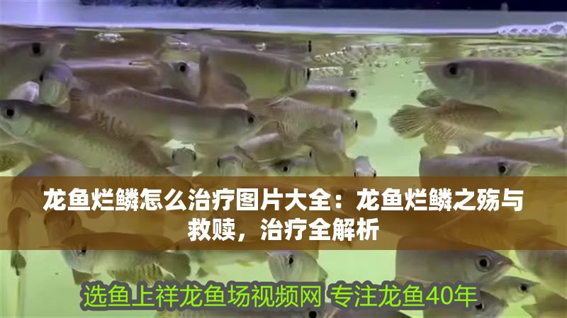 龍魚爛鱗怎么治療圖片大全：龍魚爛鱗之殤與救贖，治療全解析 龍魚爛鱗怎么治療圖片大全：龍魚爛鱗之殤與救贖，治療全解析 龍魚百科 第1張