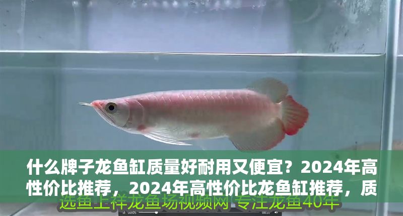 什么牌子龍魚缸質(zhì)量好耐用又便宜？2024年高性價(jià)比推薦，2024年高性價(jià)比龍魚缸推薦，質(zhì)量好耐用又便宜的品牌盤點(diǎn)