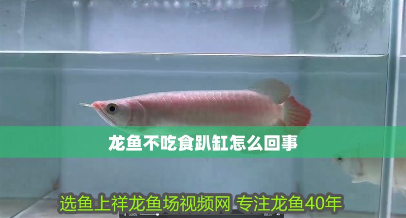 龍魚不吃食趴缸怎么回事