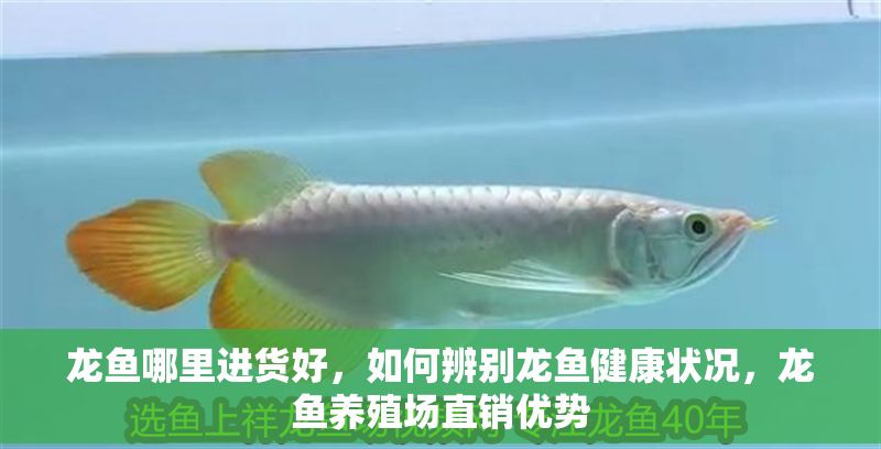 龍魚哪里進貨好，如何辨別龍魚健康狀況，龍魚養殖場直銷優勢