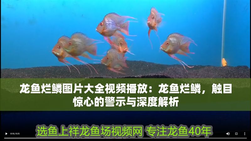 龍魚爛鱗圖片大全視頻播放：龍魚爛鱗，觸目驚心的警示與深度解析