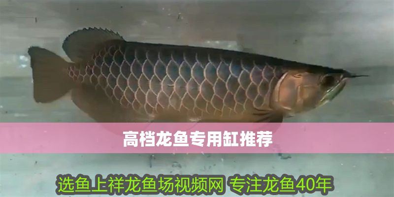 高檔龍魚(yú)專用缸推薦 龍魚(yú)百科 第1張 高檔龍魚(yú)專用缸推薦 高檔龍魚(yú)專用缸推薦 龍魚(yú)百科 第1張