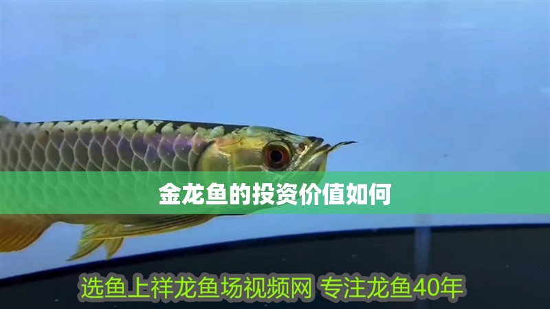 金龍魚的投資價值如何
