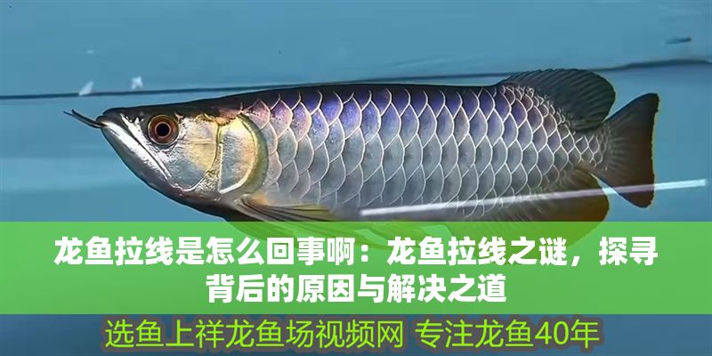 龍魚拉線是怎么回事?。糊堲~拉線之謎，探尋背后的原因與解決之道