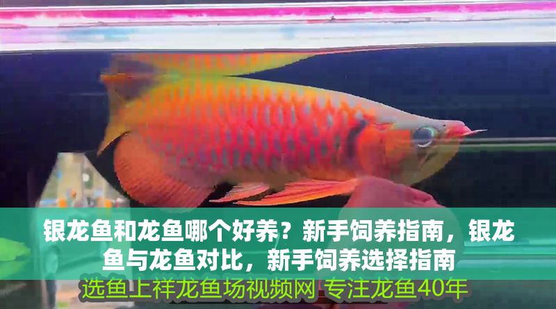 銀龍魚(yú)和龍魚(yú)哪個(gè)好養(yǎng)？新手飼養(yǎng)指南，銀龍魚(yú)與龍魚(yú)對(duì)比，新手飼養(yǎng)選擇指南