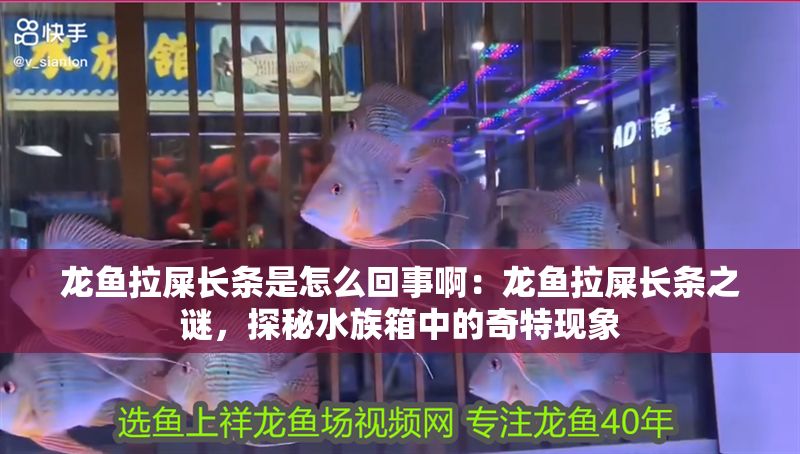 龍魚拉屎長條是怎么回事啊：龍魚拉屎長條之謎，探秘水族箱中的奇特現象
