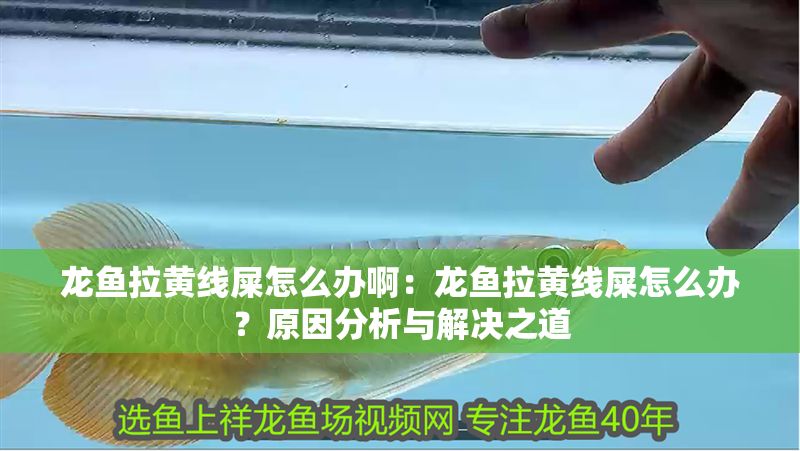 龍魚拉黃線屎怎么辦啊：龍魚拉黃線屎怎么辦？原因分析與解決之道