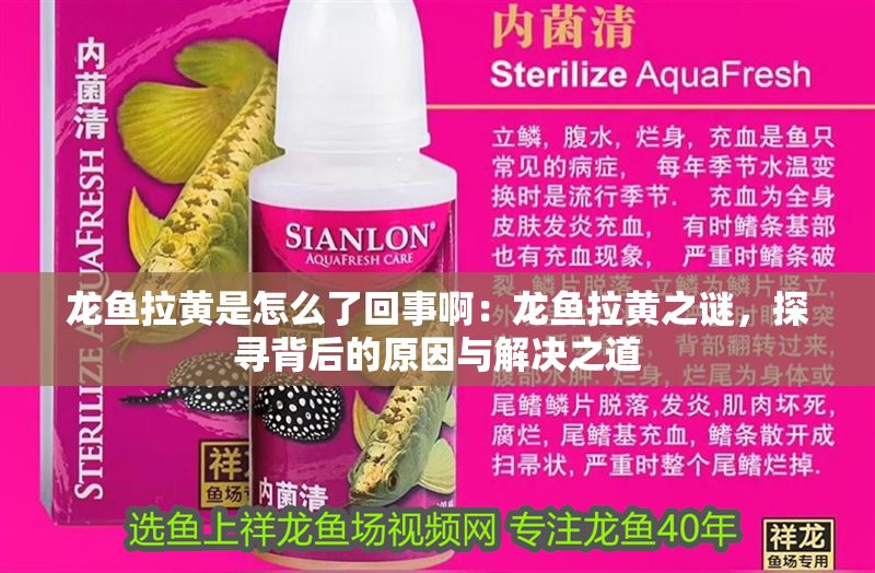 龍魚拉黃是怎么了回事啊：龍魚拉黃之謎，探尋背后的原因與解決之道