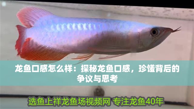 龍魚口感怎么樣：探秘龍魚口感，珍饈背后的爭議與思考