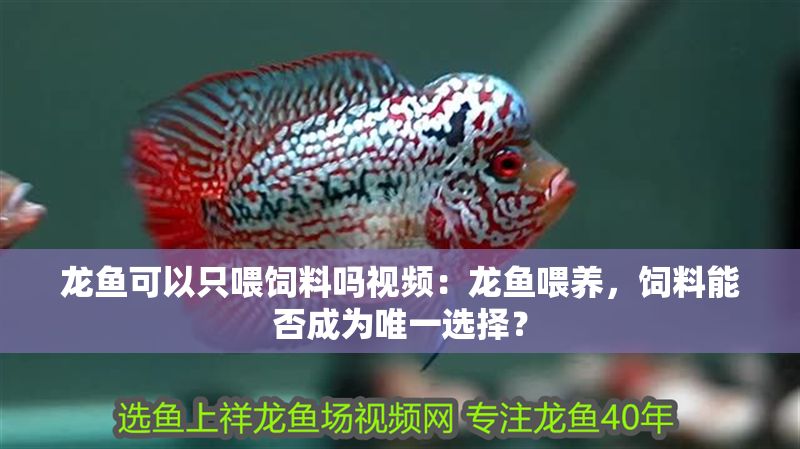 龍魚可以只喂飼料嗎視頻：龍魚喂養，飼料能否成為唯一選擇？