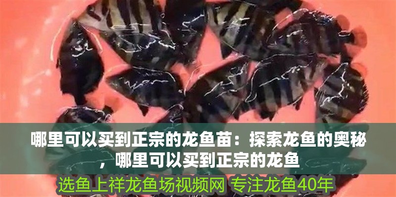 哪里可以買到正宗的龍魚苗：探索龍魚的奧秘，哪里可以買到正宗的龍魚