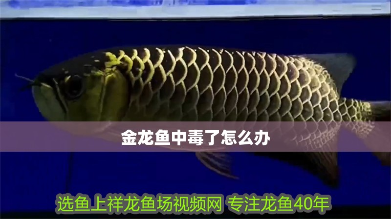 金龍魚中毒了怎么辦 金龍魚中毒了怎么辦 龍魚百科