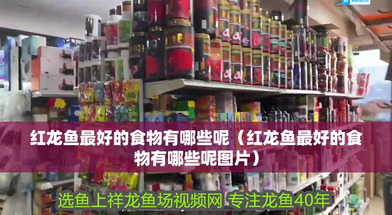 紅龍魚最好的食物有哪些呢（紅龍魚最好的食物有哪些呢圖片）