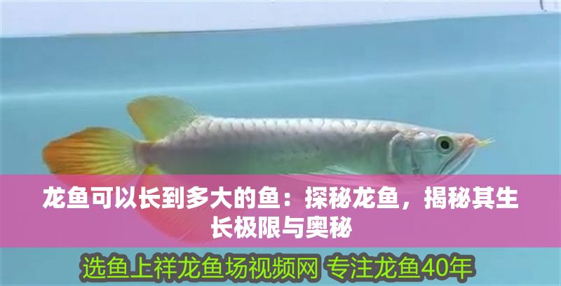 龍魚可以長到多大的魚：探秘龍魚，揭秘其生長極限與奧秘