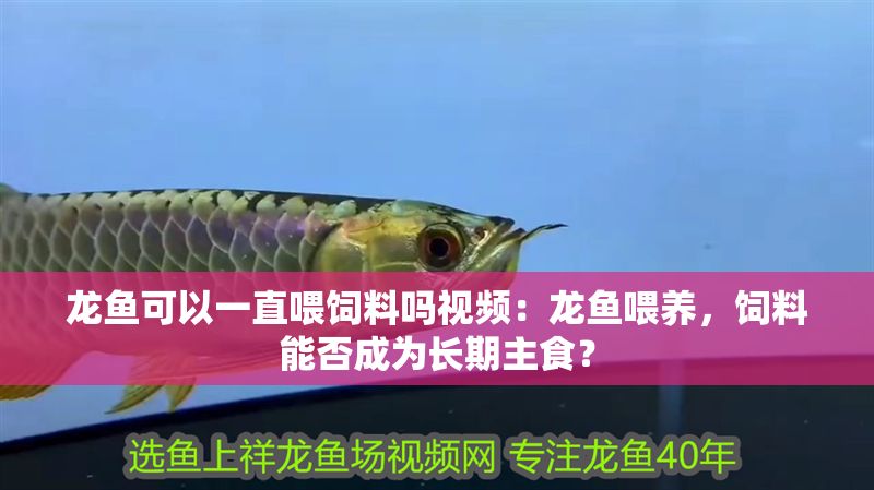 龍魚可以一直喂飼料嗎視頻：龍魚喂養，飼料能否成為長期主食？