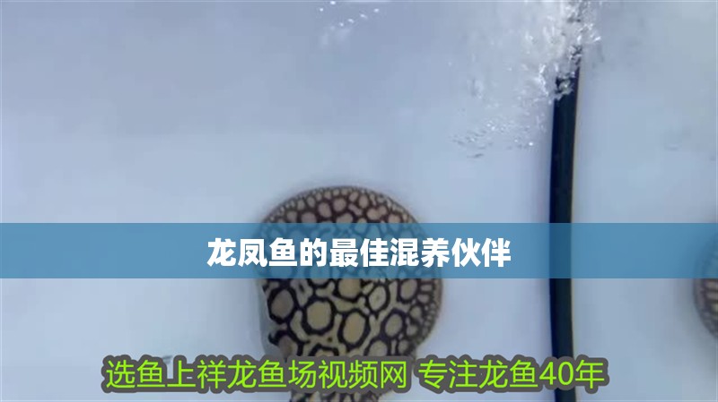 龍鳳魚的最佳混養伙伴