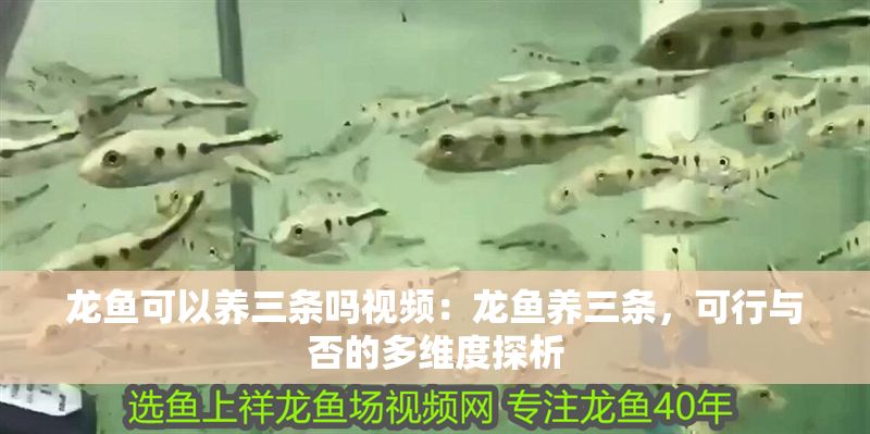 龍魚可以養三條嗎視頻：龍魚養三條，可行與否的多維度探析