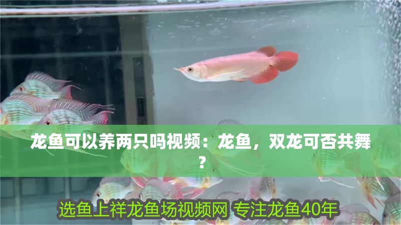 龍魚可以養(yǎng)兩只嗎視頻：龍魚，雙龍可否共舞？