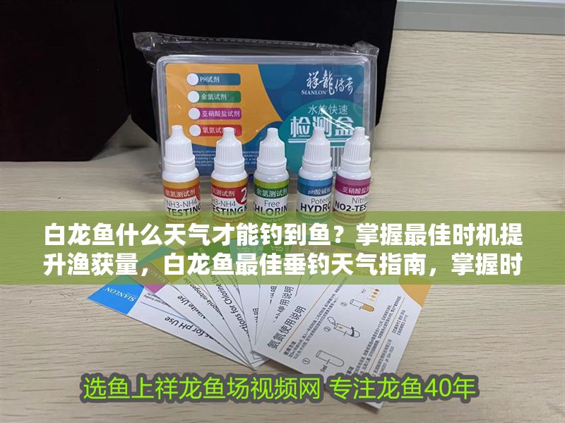 白龍魚什么天氣才能釣到魚？掌握最佳時機提升漁獲量，白龍魚最佳垂釣天氣指南，掌握時機輕松提升漁獲量
