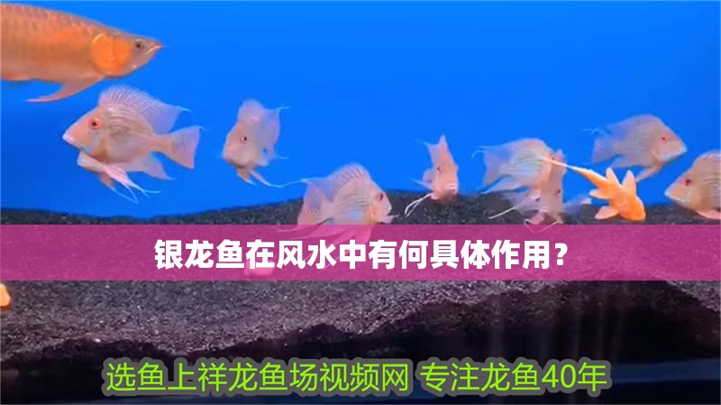 銀龍魚在風水中有何具體作用？