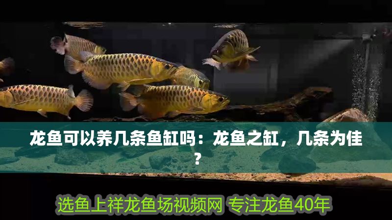 龍魚可以養(yǎng)幾條魚缸嗎：龍魚之缸，幾條為佳？