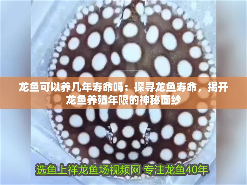 龍魚可以養幾年壽命嗎：探尋龍魚壽命，揭開龍魚養殖年限的神秘面紗