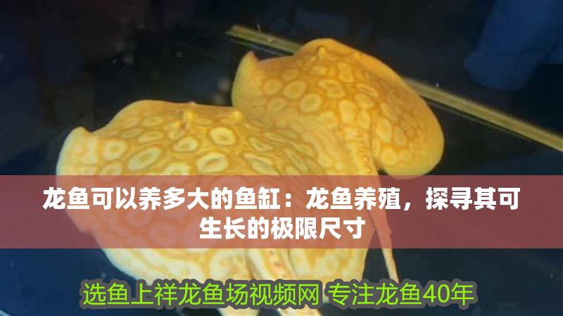 龍魚可以養多大的魚缸：龍魚養殖，探尋其可生長的極限尺寸