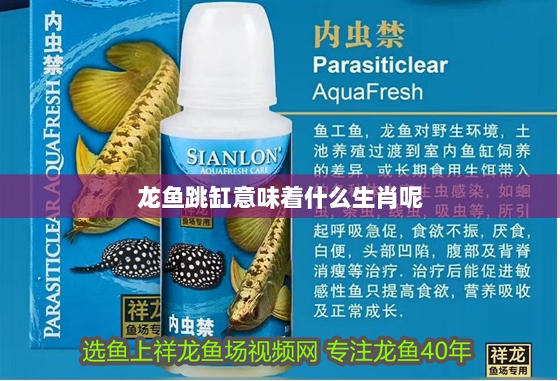 龍魚跳缸意味著什么生肖呢