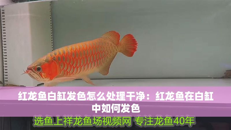 紅龍魚白缸發色怎么處理干凈：紅龍魚在白缸中如何發色