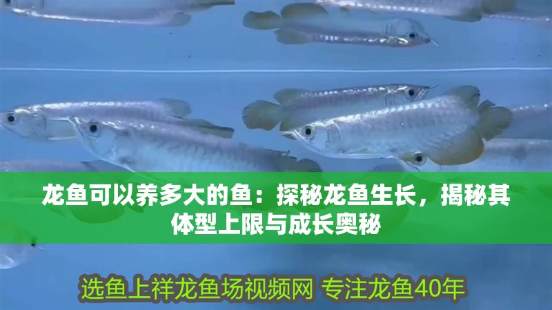 龍魚可以養多大的魚：探秘龍魚生長，揭秘其體型上限與成長奧秘 龍魚可以養多大的魚：探秘龍魚生長，揭秘其體型上限與成長奧秘 龍魚百科 第1張