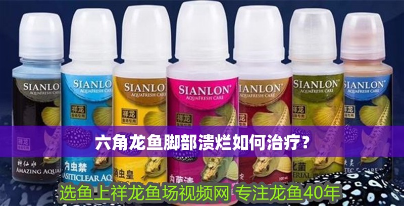 六角龍魚腳部潰爛如何治療？