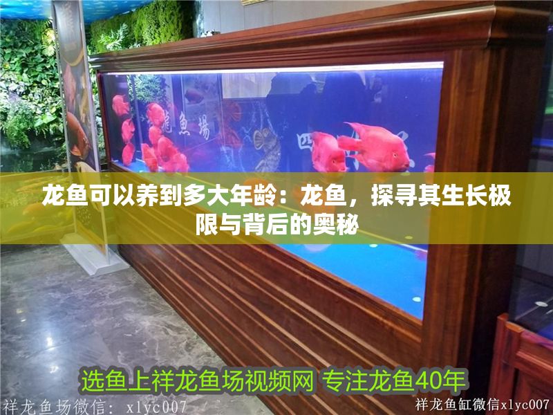 龍魚可以養到多大年齡：龍魚，探尋其生長極限與背后的奧秘