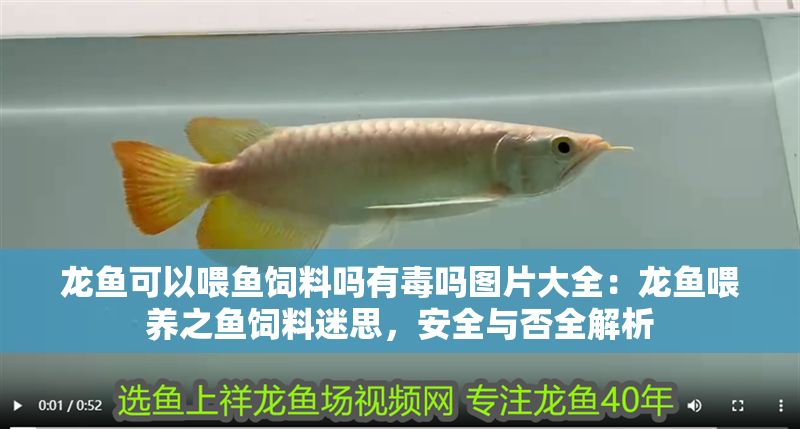 龍魚可以喂魚飼料嗎有毒嗎圖片大全：龍魚喂養之魚飼料迷思，安全與否全解析